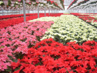 Bez języka dam sezonową pracę w Niemczech od zaraz przy kwiatach ogrodnictwo 2020, Emsbüren