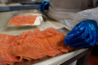 Bez języka oferta pracy w Niemczech pakowanie ryb od września 2020 w Sassnitz Bez języka oferta pracy w Niemczech pakowanie ryb od września 2020 w Sassnitz