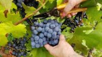 Bez języka ogłoszenie sezonowej pracy w Niemczech od zaraz zbiory winogron Walldorf