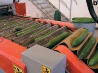 Fizyczna praca w Niemczech bez znajomości języka sortowanie ogórków w Dingolfing 2021