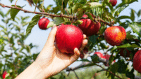 Bez języka oferta sezonowej pracy w Niemczech od zaraz zbiory jabłek 2021