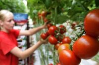 Oferta sezonowej pracy w Niemczech bez języka od zaraz przy zbiorze pomidorów w szklarni 2022