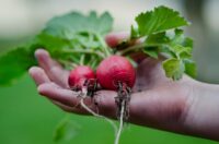 Niemcy praca sezonowa bez znajomości języka przy zbiorach warzyw 2022 Gresse