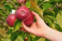 Niemcy praca sezonowa bez znajomości języka przy zbiorach jabłek od zaraz 2022 Osten