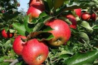 Oferta sezonowej pracy w Niemczech bez języka zbiory jabłek od zaraz 2022 Hamburg