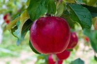 Oferta sezonowej pracy w Niemczech bez języka przy zbiorach jabłek od zaraz Hamburg 2022