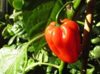 Niemcy praca sezonowa bez języka przy zbiorach papryki i pomidorów od zaraz Torgau 2022