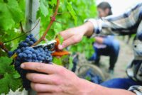 Ogłoszenie sezonowej pracy w Niemczech od zaraz zbiór winogron bez języka Walldorf