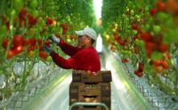 Od zaraz Niemcy praca sezonowa 2023 bez języka przy zbiorach pomidorów Torgau