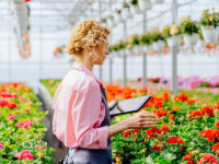 Niemcy praca sezonowa bez języka w ogrodnictwie przy kwiatach od zaraz 2023 Lipsk