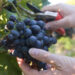 zbiory winogron sezonowa praca winobranie 2023