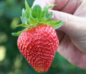 Dam sezonową pracę w Niemczech przy zbiorach truskawek bez języka 2024, Rövershagen