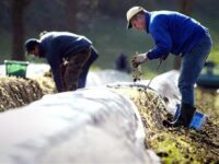 Zbiory szparagów 2024 sezonowa praca w Niemczech bez języka od kwietnia, Nienburg