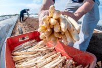 Od zaraz bez języka dam sezonową pracę w Niemczech zbiory szparagów, Kraichtal 2024