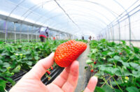 Bez języka Niemcy praca sezonowa zbiory truskawek tunelowych od września, Rövershagen Bez języka Niemcy praca sezonowa zbiory truskawek tunelowych od września, Rövershagen