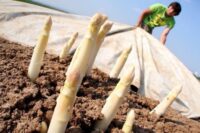 Bez języka dam sezonową pracę w Niemczech zbiory szparagów 2025 w Salem