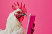 Od zaraz oferta pracy w Niemczech przy produkcji drobiu w Brenz Od zaraz oferta pracy w Niemczech przy produkcji drobiu w Brenz