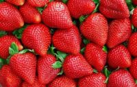 Bez języka dam pracę sezonową w Niemczech przy zbiorach truskawek, Rövershagen 2025 Bez języka dam pracę sezonową w Niemczech przy zbiorach truskawek, Rövershagen 2025