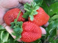 Bez znajomości języka Niemcy praca sezonowa przy zbiorach truskawek 2025, Bad Friedrichshall