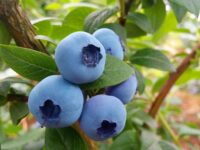 Bez języka od zaraz oferta sezonowej pracy w Niemczech zbiory borówek, malin, truskawek w Sterup