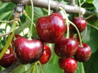 Od zaraz dam sezonową pracę w Niemczech bez języka przy zbiorach czereśni w Dohna Od zaraz dam sezonową pracę w Niemczech bez języka przy zbiorach czereśni w Dohna