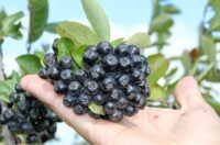 Bez języka sezonowa praca w Niemczech od zaraz zbiory aronii, czarnego bzu w Hollern-Twielenfleth Bez języka sezonowa praca w Niemczech od zaraz zbiory aronii, czarnego bzu w Hollern-Twielenfleth