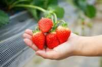 Od zaraz dam sezonową pracę w Niemczech zbiory truskawek bez języka w Viersen 2025 Od zaraz dam sezonową pracę w Niemczech zbiory truskawek bez języka w Viersen 2025