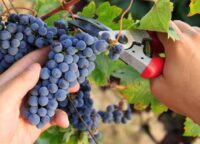 Od zaraz sezonowa praca w Niemczech bez języka zbiory winogron, jabłek, gruszek w Brackenheim Od zaraz sezonowa praca w Niemczech bez języka zbiory winogron, jabłek, gruszek w Brackenheim