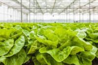 Niemcy praca sezonowa od zaraz zbiory warzyw bez języka w Hamburgu 2026