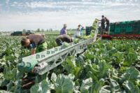 Bez języka dam sezonową pracę w Niemczech przy zbiorach warzyw od zaraz, Gochsheim 2026 Bez języka dam sezonową pracę w Niemczech przy zbiorach warzyw od zaraz, Gochsheim 2026